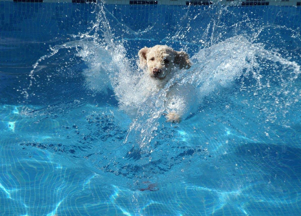 PST Pool Supplies